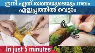 How to cut parrots nails Malayalam|വെറും 5മിനിറ്റ് കൊണ്ട് തത്തയുടെ നഖം സിമ്പിളായി വെട്ടാം #PetsTube