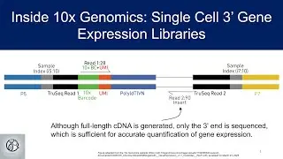 Inside 10x Genomics: Single Cell 3&rsquo; Gene Expression Libraries
