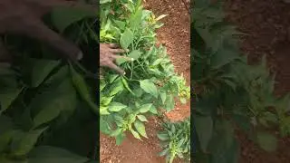 #2acres badiga mirchi#youtube shorts#trending #village.