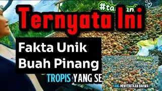 Ternyata ini Fakta Unik Buah Pinang #vlogalam #faktaunik  @bung_aa