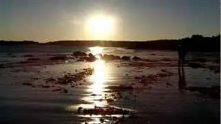 Happiest dog on Earth swimming in the Atlantic ocean at sunset