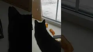 Все любят смотреть на то, как кто-то работает 😹 #cat #catlife #моякошка #catlovers #funny #чёрныйкот