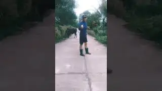 น้ำใบกัญชากับวัวชน(Morning, cannabis leaf juice with cows)