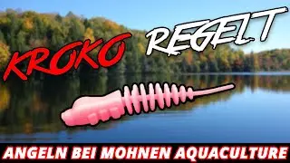 Die Rache der Kupferforelle !!! | KROKO REGELT | Mohnen Aquaculture
