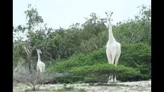 Single majestic white giraffe left after poachers kills mum and calf - Today News