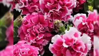UNBOXING & REPACKING PETUNIA IMPORT