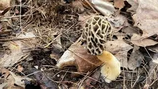 4-6-2020 south eastern Ohio morel hunt today, blacks greys and yellows