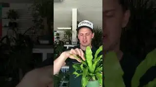 Birds Nest Fern Care Guide