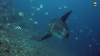 Oceanic Sunfish at Gili Mingpang, Candidasa, with Southern Dreams Diving Club