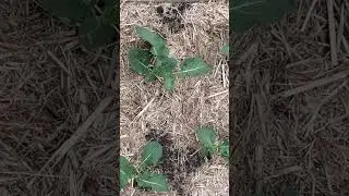 Bloom in&rsquo; Broccoli