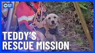 Pet Dogs Missing For Four Days Finally Reunited With Owners | 10 News First