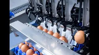 Упаковщик на фабрику яиц в Швецию