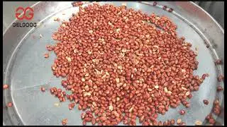 Peanut Frying Seasoning Production Line|Peanut Frying Machine