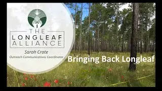 Sarah Crate - Bringing Back Longleaf