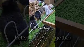 Wow! So Cute Bunny in pet festival | Kelinci Lucu #animals #rabbit #bunny #kelinci #cute #fyp