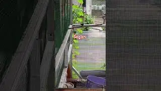 Sogon nembak crit crit #sogoner #kicaumania #burung