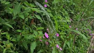 SMALL FOUNTAIN THAT LOOKS BEAUTIFUL IN FUSED WITH NATURE