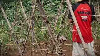 Smart Farming: Maximizing Space with Vertical Bean Trellising _FarmersLife _Shorts