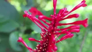 Vocal_Fusion_N'dzamva_Mau