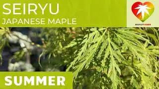 Seiryu Japanese maple