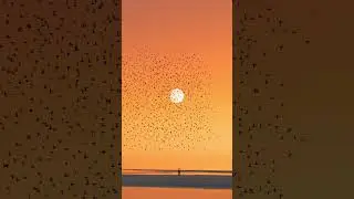 Sunset, walking man and birds sound
