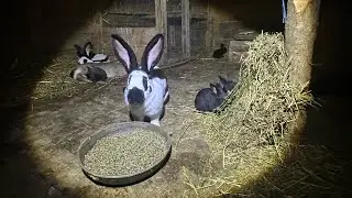 Rabbits 🐇Kunići 🐰25.11.2025