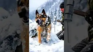 Hero Saves German Shepherd Trapped in Ice &ndash; Emotional Rescue in Snow!