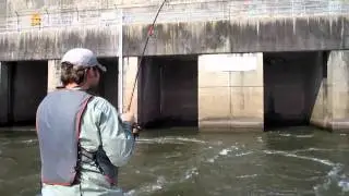 Ft. Loudoun Dam Tailwater Stripers