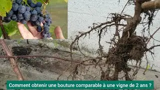 Comment multiplier la vigne? Un résultat à 100%