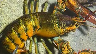 Live Stream 🟢 &ndash;King Crab Battle - Complete Catch Story！ #diving #fishing #seafood #shorts