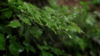 Rain and Nature Sounds for Peaceful Sleep 🌙🌧️ #NatureSounds | Quiet Nights