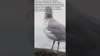 Glaucous-winged Gull (December 6th, 2022) #shorts