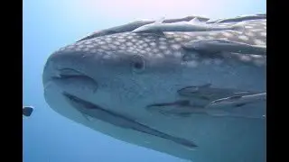 Best Diving in Thailand - Discovery Divers