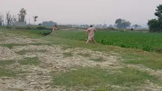 Quail Hunting With Net In Pakistan | Part 32 | Fateh Jang Tv