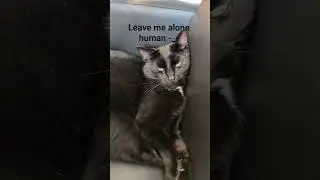 maui aaien :3