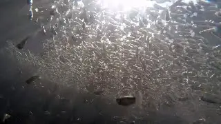 Fish waves as emergent collective antipredator behavior of sulfur mollies