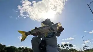 quick snook catch in naples,