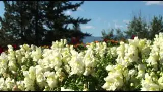 John & Fay Picking Flowers