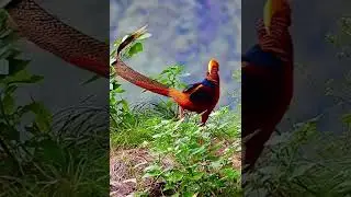 MOST BEAUTIFUL COLOFUL BIRDS OF THE WORLD  -  | Reycabz Lover