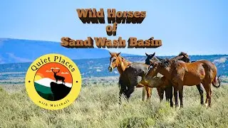 Wild Horses at Sand Wash Basin, Colorado