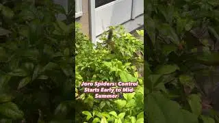 Joro Spider Control | Why Early to Mid-Summer Treatments Are Crucial
