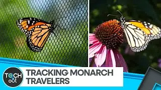 How Tiny Tags Are Mapping Monarch Butterfly Routes | Wildlife Tech | Tech It Out