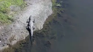 Bluffton Park Alligator