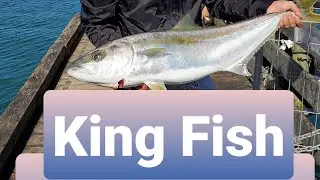 King Fish at Cornwallis Auckland New Zealand