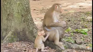 Jealousy & Desperation: Amber Monkey Dares to Steal Milk From Protective Mom Luna!