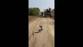 Snake Force Live Stream