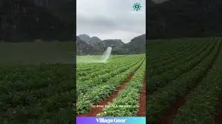 Drone Spraying a HUGE Potato Field! This is the Future of Farming! #drone #farming #futuretech