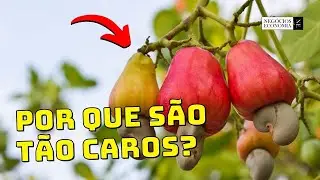 Por que os cajus s&atilde;o t&atilde;o CAROS?💲 Neg&oacute;cio do Caju
