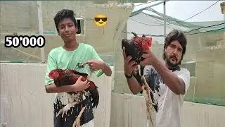 Heavy Aseel Murga Khareed liya😍 || Mitha pets vlog