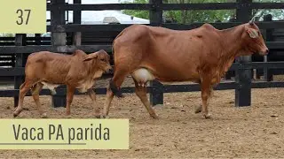 Vaca Sindi PA parida brinco 37 - Vendas 2026.1